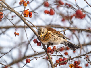 Fieldfare sitting on the bush and feeding on wild red apples in winter or early spring time.