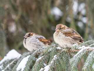 Two Sparrows sits on a branch without leaves.