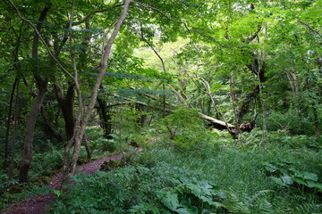 thick wild forest and path in summer