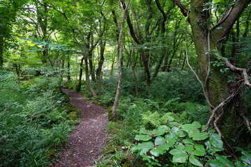 thick wild forest and path in summer