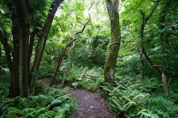 thick wild forest and path in summer