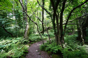 refreshing summer forest in the sunlight