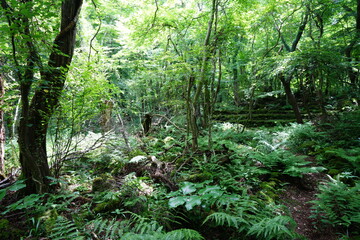 refreshing summer forest in the sunlight