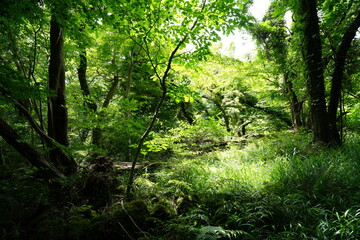Fototapeta na wymiar refreshing summer forest in the sunlight