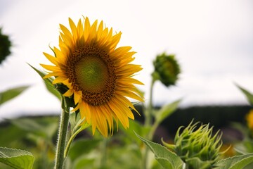sunflower field in the summer