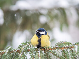 Cute bird Great tit, songbird sitting on the fir branch with snow in winter