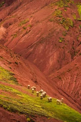  llamas on pasture © Yury Zap