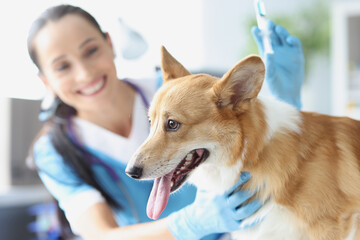 Veterinarian doctor with dog is holding syringe with vaccine - obrazy, fototapety, plakaty