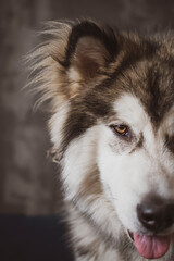 Bright brown dog eye closeup. Lovely Alaskan Malamute boy portrait in the indoors. Fluffy ears, tongue out. Selective focus on the details, blurred background.