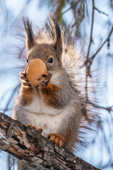 The squirrel with nut sits on tree in the winter or late autumn