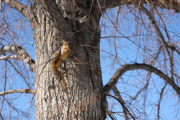 a squirrel sitting on a trree