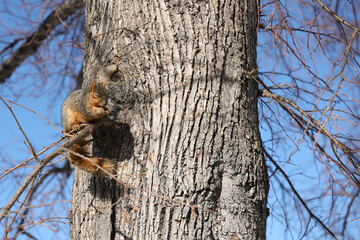 a squirrel sitting on a trree