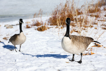 geese walking in winter park