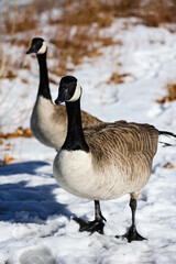 geese walking in winter park