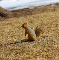 Naklejka na ściany i meble a squirrel looking for nut