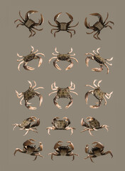 3d set of Crab rendered from different angles for vfx, animation movie and video game projects