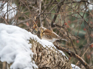 Fieldfare is sitting on branch in winter or autumn blurred background.