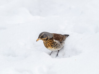 Fieldfare, Turdus pilaris, sitting on snow in winter looking for food.
