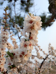 Pink cherry blossom(Cherry blossom, Japanese flowering cherry) on the Sakura tree. 