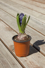 Blue hyacinth flower isolated on wooden deck background potted. The first spring flower is blue hyacinth.