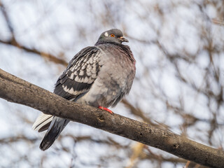 The fat pigeon sitting on a branch.