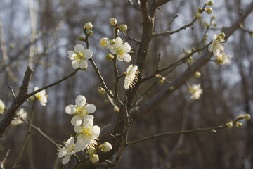Apricot flower on nature background