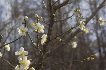 Apricot flower on nature background