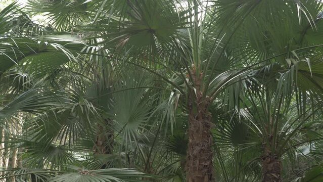 Mexican Fan Palm Trees At Thala Nature Reserve In QLD, Australia. - tilt up