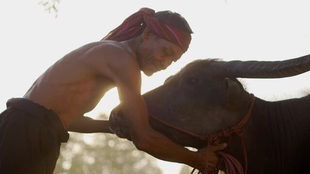 Close up,  Senior farmer shirtless and turban in loincloth, holding rope in hand, touch on buffalo head and talking with love and take care to it, rural scene of countryside in Thailand