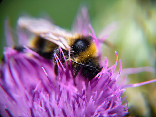 Bumblebee eating pollen on a thistle flower. Macro photo close up.