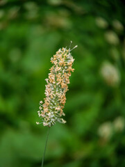 Close-up of flower head of Timothy (Phleum pratense)