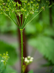 Ants on Anthriscus, extreme close up