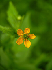 Extreme close up of the Colewort (Geum urbanum)
