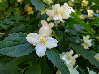 Obraz na płótnie Canvas White flowers of blooming English dogwood