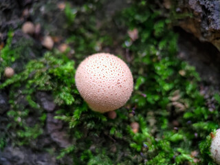 Fungus Apioperdon pyriforme growing on a tree among moss extreme close up