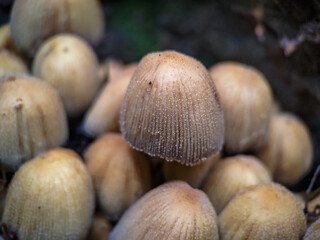 Cluster of Coprinellus micaceus fungus.