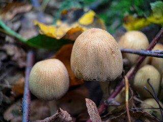 Cluster of Coprinellus micaceus fungus.