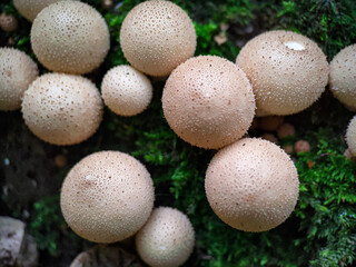 Mushroom Apioperdon pyriforme growing on a tree extreme close up