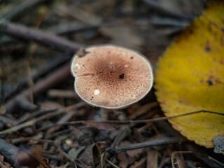 Mushroom in the forest in Moscow