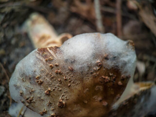 Old blushing amanita mushroom covered with mustiness