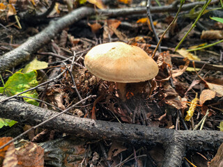 Mushroom in the forest in Moscow