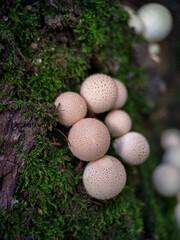 Mushroom Lycoperdon pyriforme growing on a tree