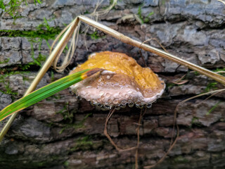 Guttation on a red-belted conk (Fomitopsis pinicola) - obrazy, fototapety, plakaty