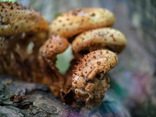 Fungi Pholiota squarrosa on tree in the forest.