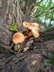 Fungi Pholiota squarrosa on tree in the forest.