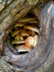 Fungi Pholiota squarrosa growing inside the tree hollow in the forest.