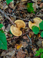 Mushroom in the forest in Moscow