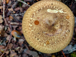 Mushroom in the forest in Moscow
