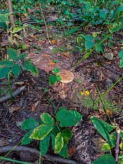 Blushing amanita mushroom