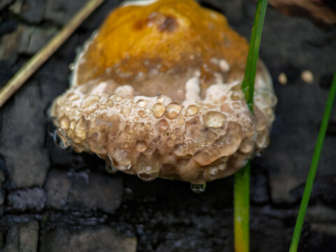Guttation on a red-belted conk (Fomitopsis pinicola)